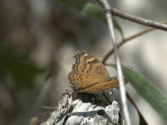 Junonia hedonia