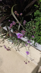 Verbena bonariensis
