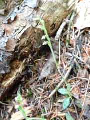 Goodyera repens image