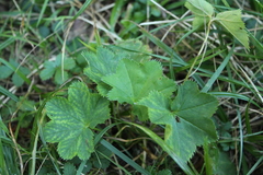 Alchemilla vulgaris