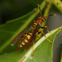 Polistes versicolor
