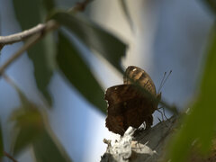 Junonia hedonia