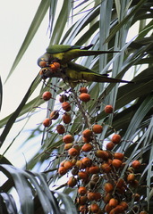 Eupsittula aurea