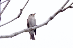 Muscicapa dauurica