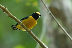 Euphonia xanthogaster