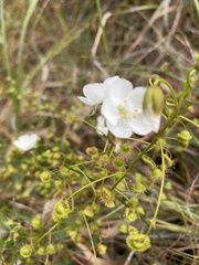 Drosera planchonii