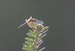 Sympetrum semicinctum