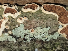 Scytinostroma artocreas