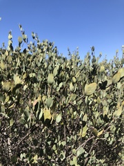 Simmondsia chinensis