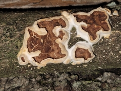 Scytinostroma artocreas