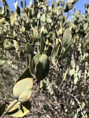 Simmondsia chinensis