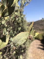 Simmondsia chinensis