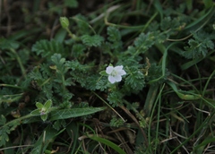 Erodium lebelii