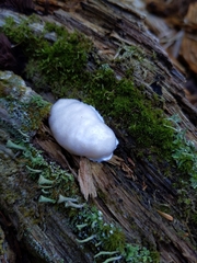 Reticularia