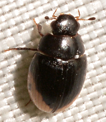 Cercyon praetextatus