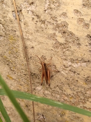 Amblytropidia australis