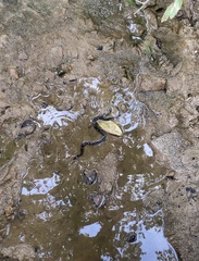 Nerodia fasciata