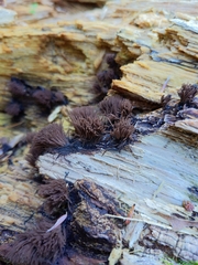 Stemonitis splendens