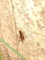 Amblytropidia australis