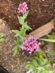 Centranthus ruber