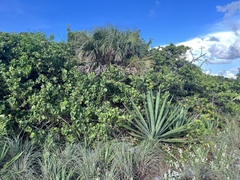 Agave sisalana