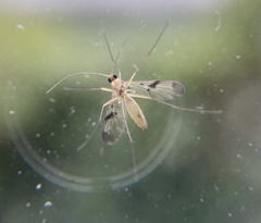 Macrocera