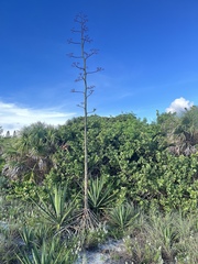 Agave sisalana
