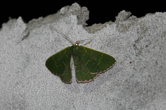 Prasinocyma exililinea