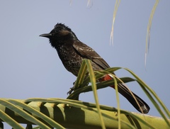 Pycnonotus cafer