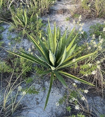 Agave sisalana