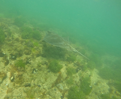 Myliobatis tenuicaudatus