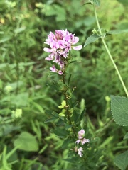 Lespedeza virginica