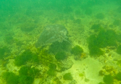 Myliobatis tenuicaudatus