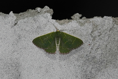 Prasinocyma exililinea