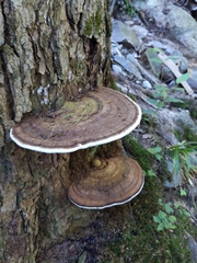 Ganoderma applanatum