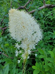 Xerophyllum tenax