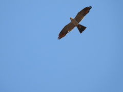 Ictinia mississippiensis