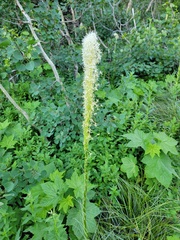 Xerophyllum tenax