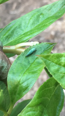 Graphocephala atropunctata