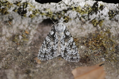 Acronicta marmorata