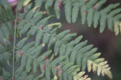 Pteridium pinetorum