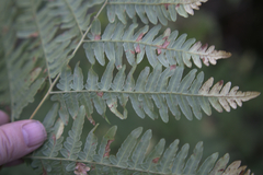 Pteridium pinetorum