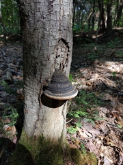 Fomes fomentarius