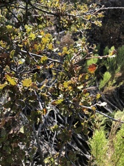 Quercus berberidifolia