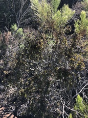 Quercus berberidifolia