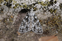 Acronicta marmorata