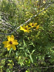 Coreopsis major