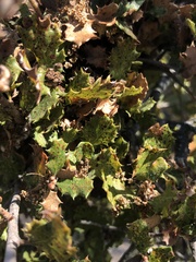 Quercus berberidifolia