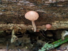 Collybiopsis dichroa