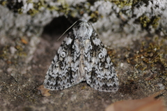 Acronicta marmorata